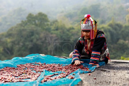 Photo for CHIANG RAI, THAILAND - February 20,2020 young girl karen drying coffee beans on the floor at her home north of Chiang Rai, Thailand. business and industry family and community concept. - Royalty Free Image
