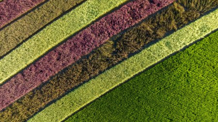 Photo for Converting Demonstration Plot Rows of Riceberry Rice in High Angle View From Drone Camera - Royalty Free Image