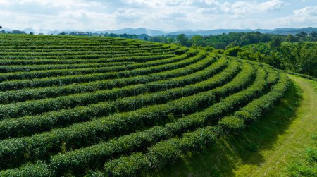Foto de Área agrícola de plantación de té verde en la montaña al norte de chiang rai tailandia vista aérea fotografía del dron - Imagen libre de derechos
