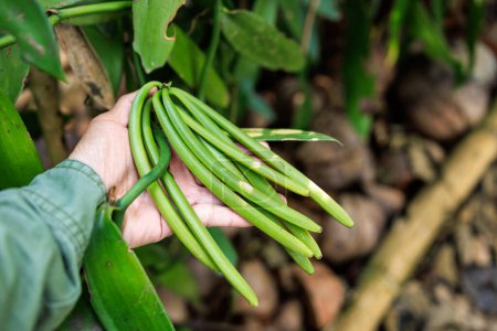 farmer shows green vanilla pods on holding hand in his plantation. close up to soft ocus 