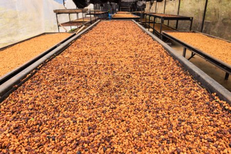 Foto de Primer plano enfoque selectivo, granos de café de buena calidad, proceso de miel de secado de café en la estantería luz solar natural en la planta de café. comunidad de fábrica al norte de Chiang Rai Tailandia, - Imagen libre de derechos