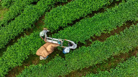 Téléchargez les photos : Agriculteur récoltant une récolte de feuilles de thé vert - en image libre de droit