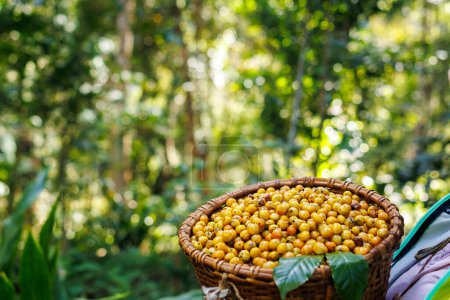 farmer holding yellow organic coffee in the Basket, sorf fucus blur bokeh and natural light background, and copy space,