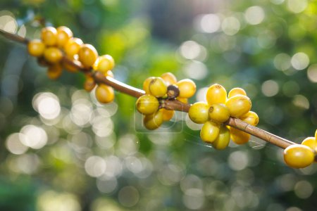 yellow coffee beans on the branch in the coffee plantation in the valley, coffee planting project in the forest at Doi Thep Sadet Didtrict, Chiang Mai, Thailand, natural light bokeh background,