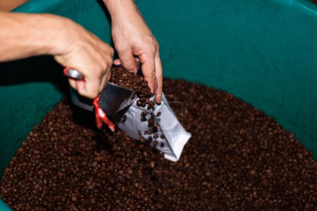 Téléchargez les photos : Fermer travailleur scoop grains de café dans le sac blanc. petite entreprise de la collectivité nordique de thailand. - en image libre de droit