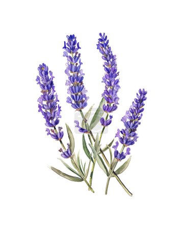 lavender, watercolor flowers, watercolor illustration