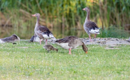 Photo for Family of wild gray geese in a meadow by the pond of a village in Germany. Large birds with orange beaks and their adult offspring. They also hibernate there in mild winters. - Royalty Free Image