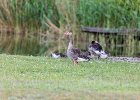 Photo for Family of wild gray geese in a meadow by the pond of a village in Germany. Large birds with orange beaks and their adult offspring. They also hibernate there in mild winters. - Royalty Free Image