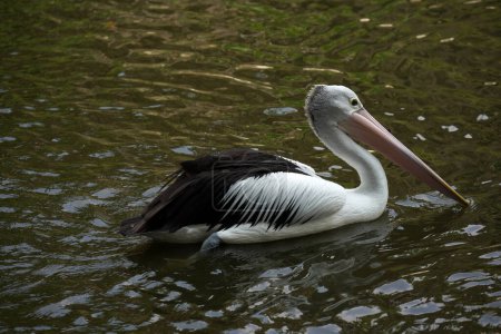Pelicans are a type of water bird with black and white feathers, playing in the lake at Ragunan Wildlife Park. defocused