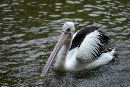 Pelicans are a type of water bird with black and white feathers, playing in the lake at Ragunan Wildlife Park. defocused