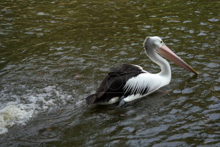 Les pélicans sont un type d'oiseau aquatique avec des plumes noires et blanches, jouant dans le lac au parc animalier de Ragunan. déconcentré