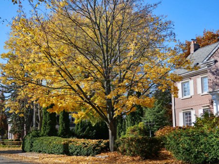 Téléchargez les photos : Rue résidentielle avec feuilles sur érable virant au jaune doré brillant - en image libre de droit