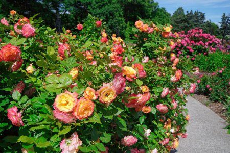 Téléchargez les photos : Jardin avec de grands rosiers en fleurs - en image libre de droit
