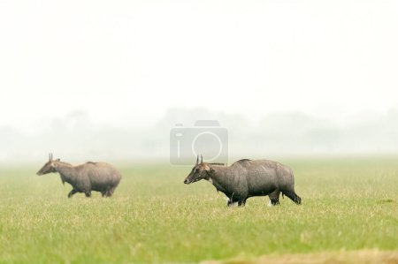 The Nilgai (Boselaphus tragocamelus) or bluebuck, the largest Asian antelopes are grazing on green grassland at Ranthambore National Park, Rajasthan, India.