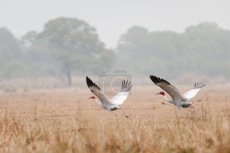 Sarus crane flapping wings against grassy background. Winter morning.