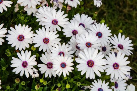Photo for Bunch of white African daisy flowers against green leaves. Macro flower photography - Royalty Free Image