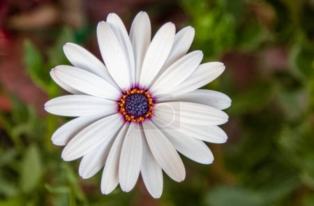 Photo for White African daisy flower blooming in garden. Macro flower photography - Royalty Free Image