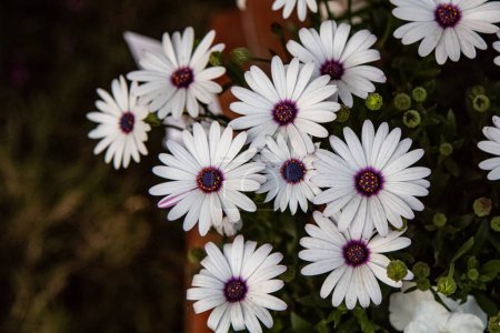 Photo for Bunch of white African daisy flowers against green leaves. Macro flower photography - Royalty Free Image