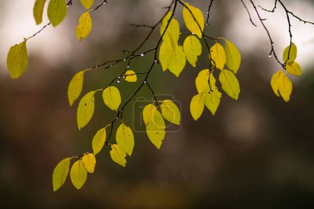 Sauerkirsche Herbst rot gelb Blätter Baum, Äste Färbung Landschaft Wald Hintergrund Naturkonzept schön. abstraktes Grün.