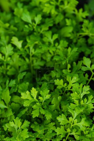 Photo for Green Cress salad plants, top view, close up macro. Microgreen Growing cress salad leaves, closeup. Microgreens Garden planted Lepidium sativum. Healthy eating concept. Micro greens growing sprouts. - Royalty Free Image