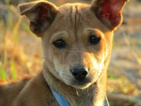 Photo for A small dog face close-up - Royalty Free Image