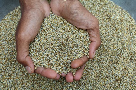 Holding some Pearl millets in a hand close-up view 