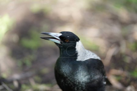 An Australian magpie . High quality photo