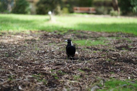 Photo for An Australian magpie . High quality photo - Royalty Free Image