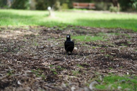Photo for An Australian magpie . High quality photo - Royalty Free Image