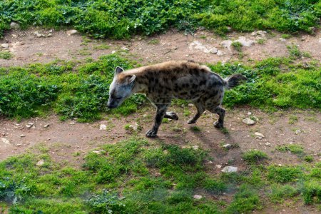 Photo for The hyena is African most common large carnivore.e. High quality photo - Royalty Free Image