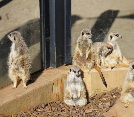 Photo for Meerkats in zoo in Adelaide in Australia. High quality photo - Royalty Free Image