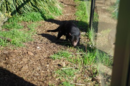Photo for Tasmanian devil at tasmania Australia . High quality photo - Royalty Free Image