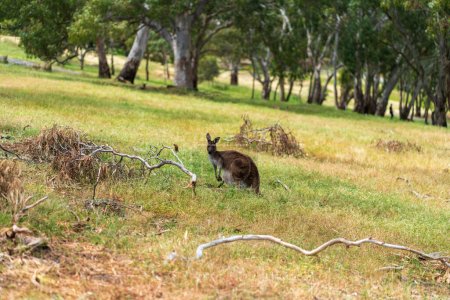 Australian Red kangaroo. High quality photo