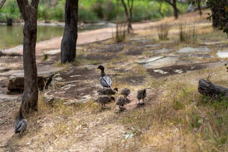 Photo for A mother duck and her ducklings crossing a road in a line. There are seven ducklings following the mother. High quality photo - Royalty Free Image
