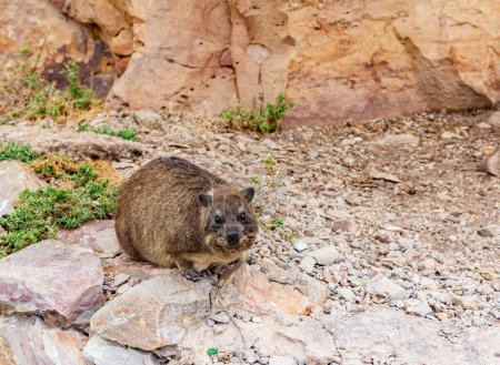Photo for Rock hyrax, dassie, cape hyrax or rock rabbit (Procavia capensis). Saint Blaize hiking trail, Western Cape, South Africa. Selective focus - Royalty Free Image