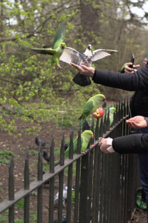Téléchargez les photos : People feeding green wild parakeets (parrots) in London. - en image libre de droit