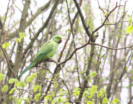 Téléchargez les photos : Green parakeets in London. These are beautiful green city birds now live in megapolis and you can find them in parks all around the city. - en image libre de droit