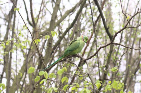 Téléchargez les photos : Green parakeets in London. These are beautiful green city birds now live in megapolis and you can find them in parks all around the city. - en image libre de droit