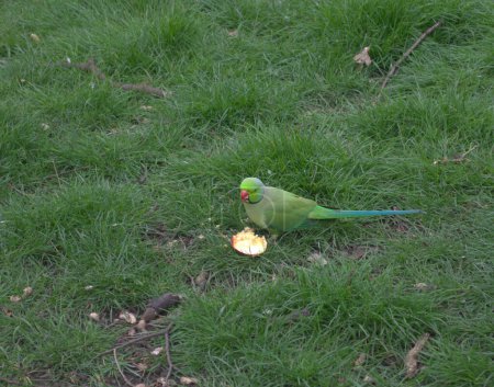 Foto de Green parakeets in London. These are beautiful green city birds now live in megapolis and you can find them in parks all around the city. - Imagen libre de derechos