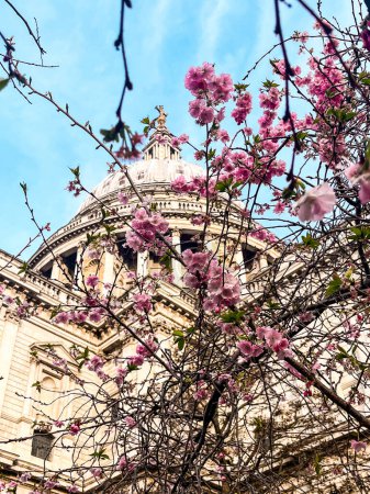 Astonishing Saint Paul's Cathedral in London covered in pink cherry blossom with a bright blue sky on the background. Perfect place for worshiping, meditation, relaxation.