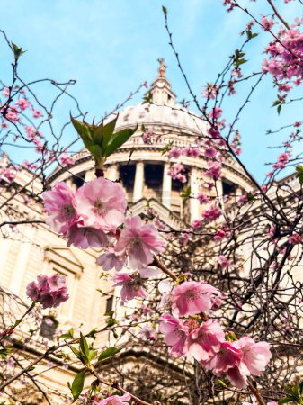 Sorprendente Catedral de San Pablo en Londres cubierta de flor de cerezo rosa con un cielo azul brillante en el fondo. Lugar perfecto para adorar, meditar, relajarse.