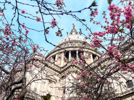 Die atemberaubende St. Paul 's Cathedral in London ist in rosa Kirschblüten gehüllt und hat einen strahlend blauen Himmel im Hintergrund. Perfekter Ort für Anbetung, Meditation, Entspannung.
