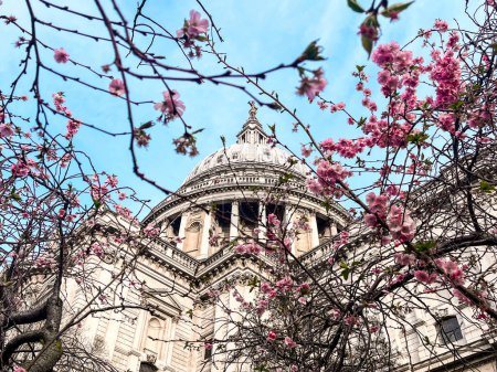 Die atemberaubende St. Paul 's Cathedral in London ist in rosa Kirschblüten gehüllt und hat einen strahlend blauen Himmel im Hintergrund. Perfekter Ort für Anbetung, Meditation, Entspannung.