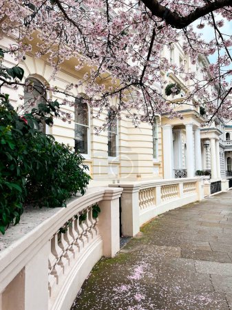 Wohnstraße in Chelsea in London mit blühendem rosa Sakura. Gemütliche Londoner Häuser sehen unter blauem Himmel gemütlich aus. Perfekte Wohngegend für idyllischen Lebensstil