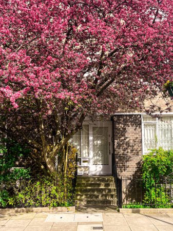 Mesmerising pink cherry blossom in in front of the comfortable house in Chelsea in London. Comfortable residential area and cozy lifestyle surrounded by pink petals.