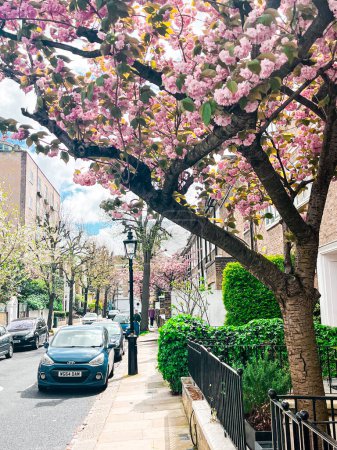 Photo for Residential street in Chelsea in London with blooming pink sakura. Cozy London houses look comfortable under the blue sky.  Perfect residential area for idyllic lifestyle - Royalty Free Image