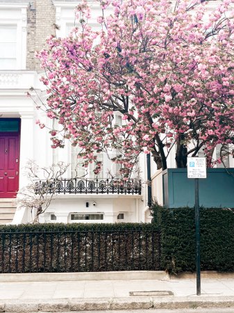 Cautivante flor de cerezo rosa en frente de la cómoda casa en Chelsea en Londres. Cómoda zona residencial y acogedor estilo de vida rodeado de pétalos rosados.