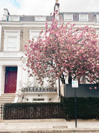 Photo for Mesmerising pink cherry blossom in in front of the comfortable house in Chelsea in London. Comfortable residential area and cozy lifestyle surrounded by pink petals. - Royalty Free Image