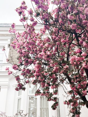 Téléchargez les photos : Des cerisiers roses envoûtants fleurissent devant la confortable maison de Chelsea à Londres. Quartier résidentiel confortable et style de vie confortable entouré de pétales roses. - en image libre de droit