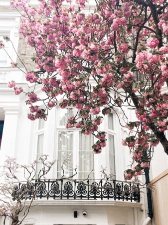 Cautivante flor de cerezo rosa en frente de la cómoda casa en Chelsea en Londres. Cómoda zona residencial y acogedor estilo de vida rodeado de pétalos rosados.